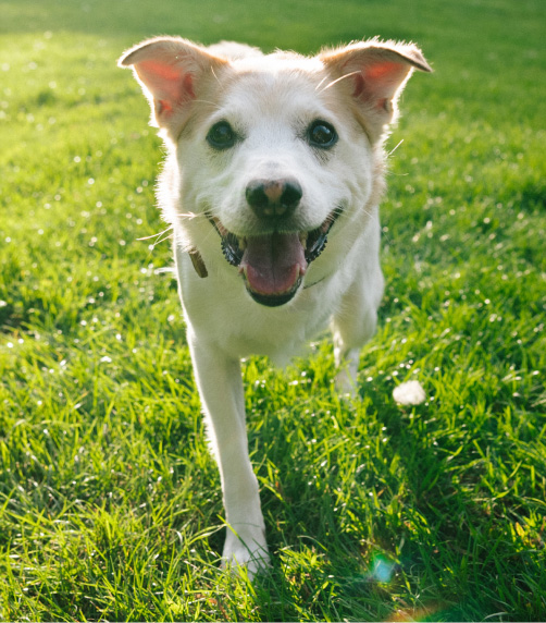 close up of a white dog